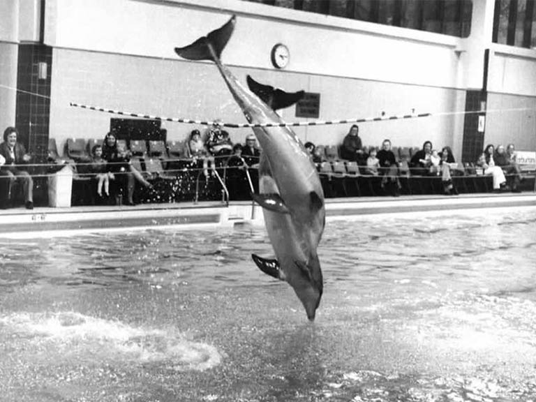 Dolphins At Horwich Pool Dolphins At Horwich Pool